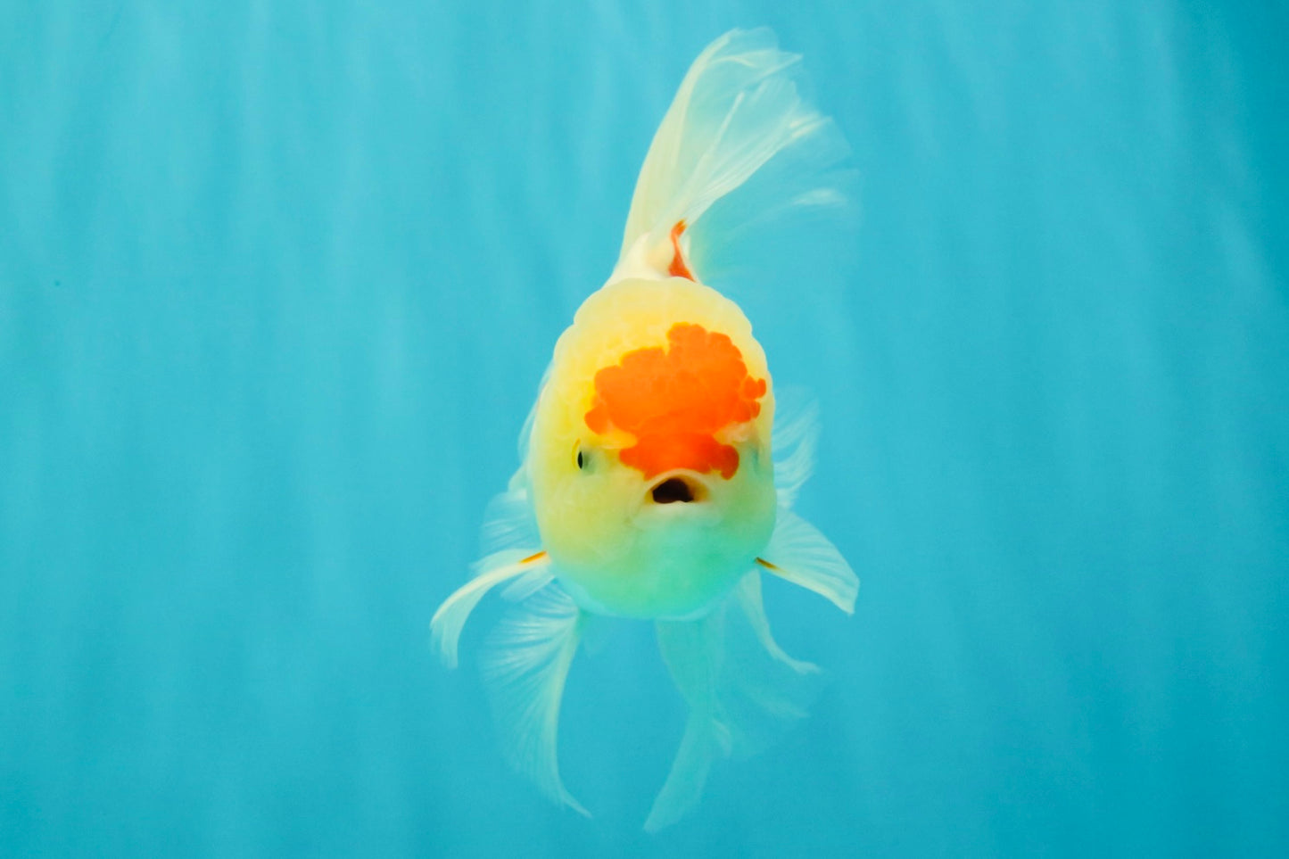 SUPER CUTE Kohaku Oranda Female 5.5 inches #090426OR_16