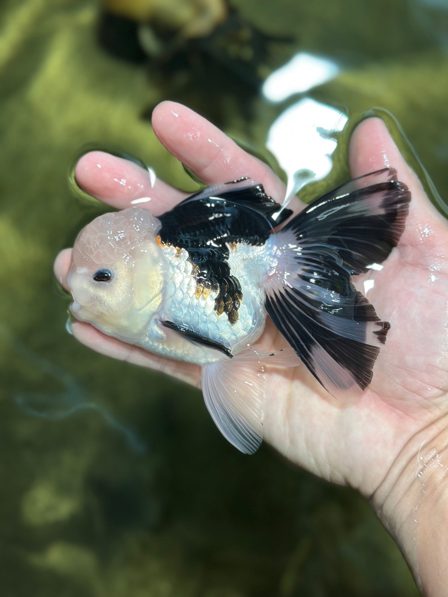 A Grade Panda Button Eyes Oranda Male 4.5-5 inches #120624OR_07