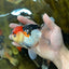 A Grade Tricolor Oranda Male 5 inches #080825OR_01