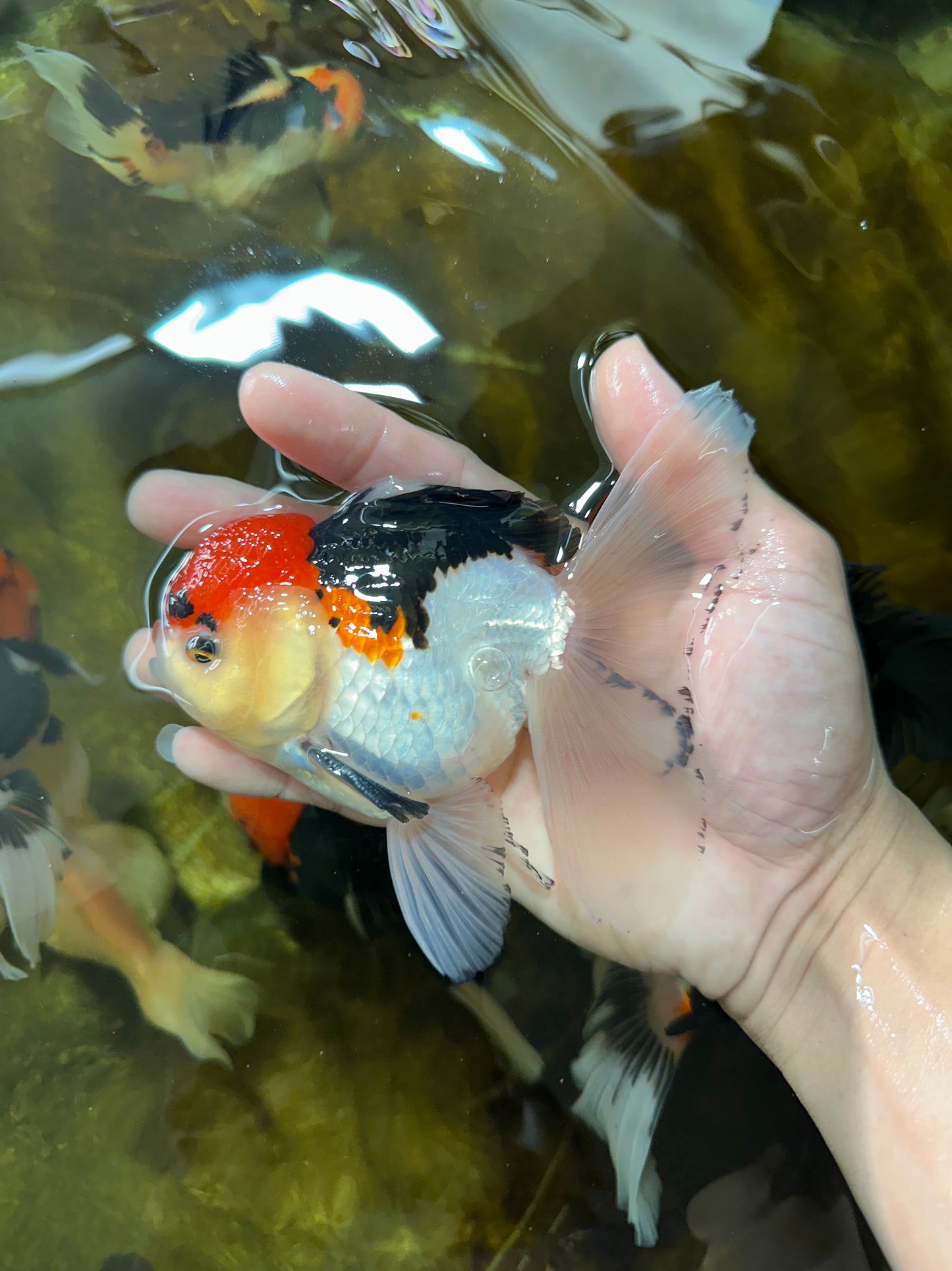 A Grade Tricolor Oranda Male 5 inches #080825OR_01