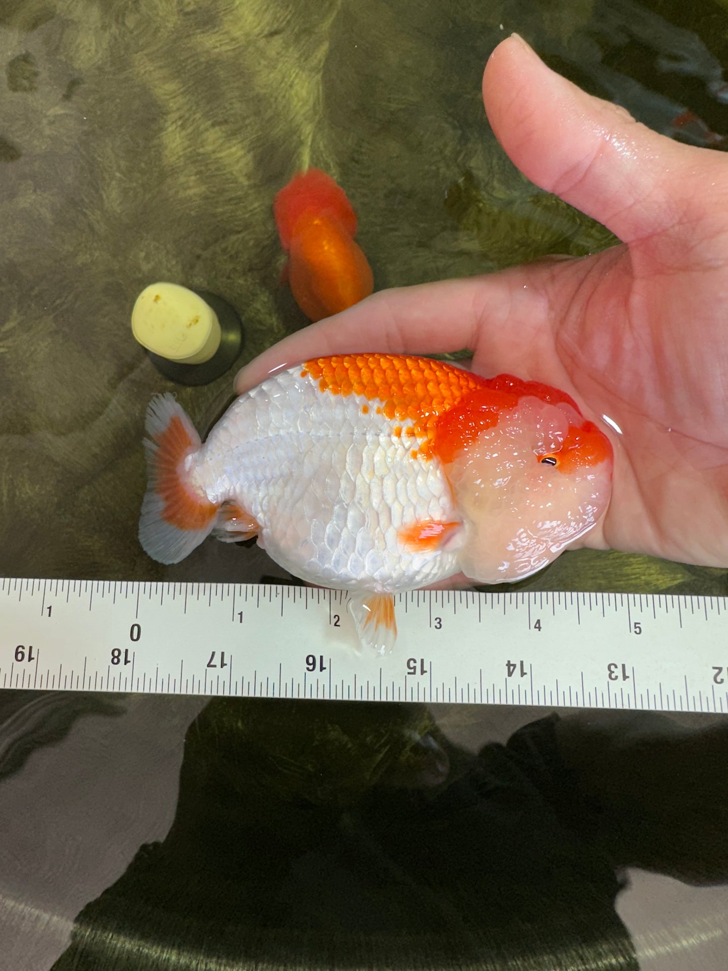 A Grade CHONKY Red White LionQueen 4.5-5 inches #051625LC_36