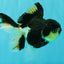 A Grade Tricolor Oranda Female 5.5 inches #081526OR_27