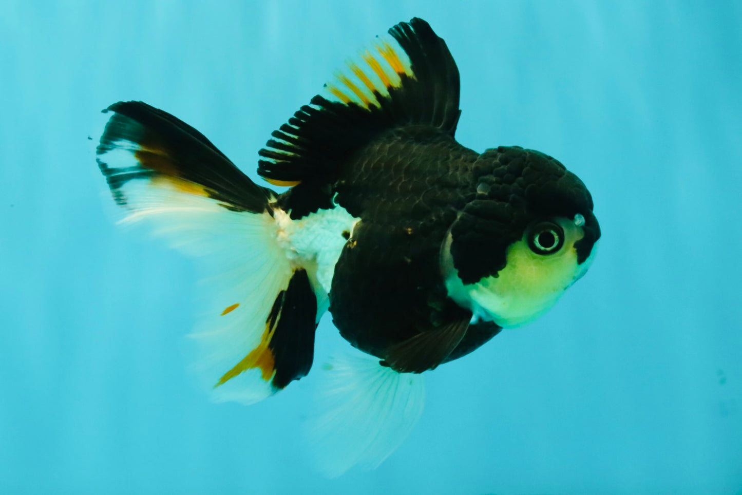 A Grade Tricolor Oranda Female 5.5 inches #081526OR_27