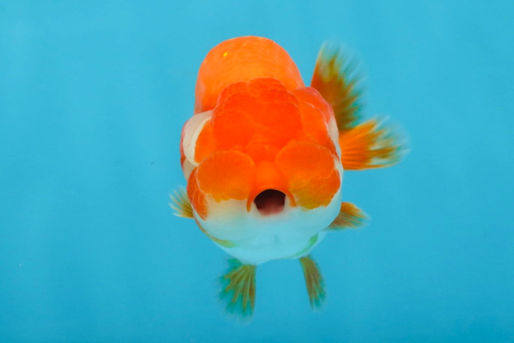 AAA Grade Red White LionQueen 4 inches #101725LC_08