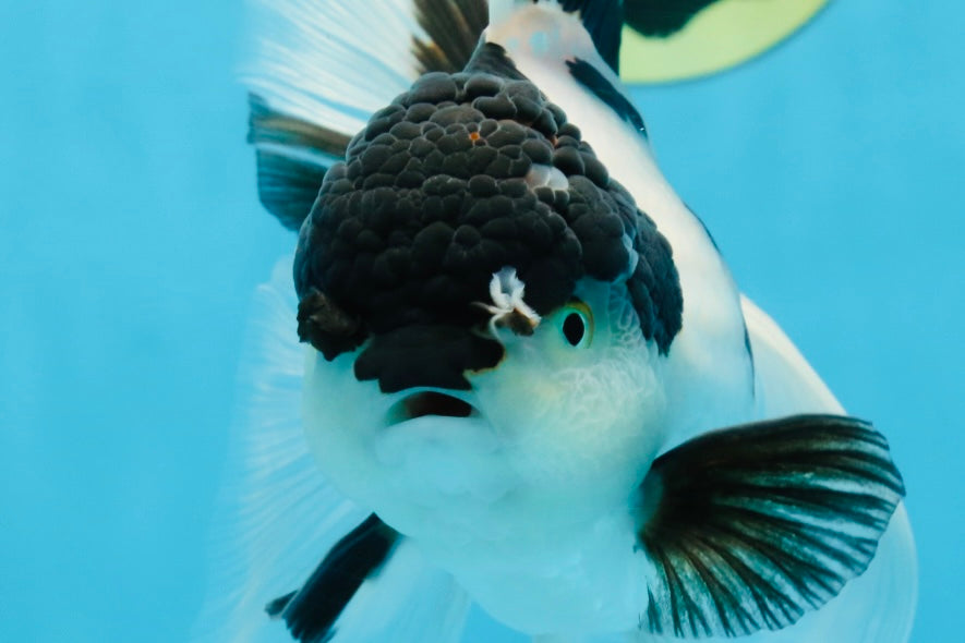 A Grade UNIQUE Panda Oranda Female 6-6.5 inches #091925OR_01