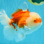 FLUFFY WEN Red White Oranda Male 6.5 inches #040326OR_11