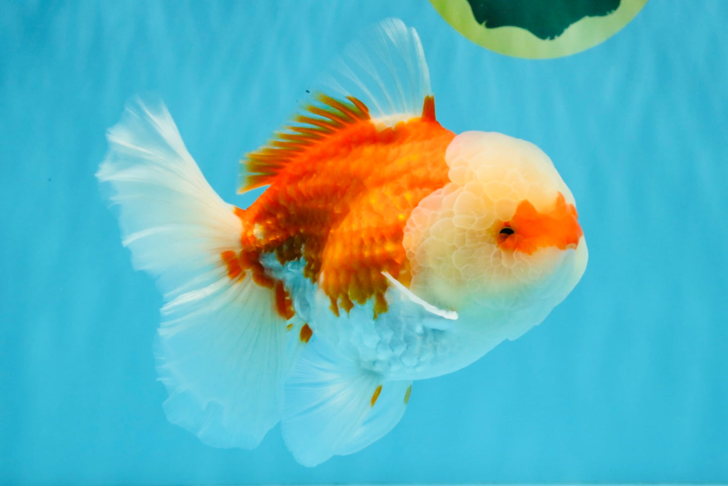 FLUFFY WEN Red White Oranda Male 6.5 inches #040326OR_11