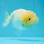 White Lionchu Male 4 inches #0927LC_07