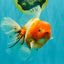 A Grade Sakura Oranda Male 6.5 inches #082126OR_13