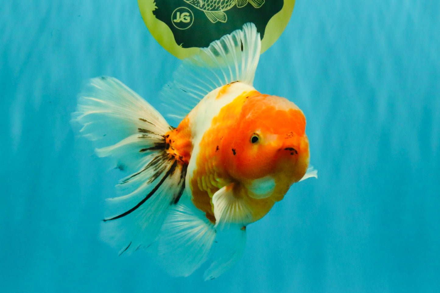 A Grade Sakura Oranda Male 6.5 inches #082126OR_13