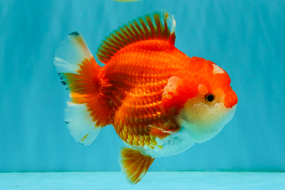 CHUBBY A Grade Red White Yuanbao Female  5.5-6 inches #042426YB_13