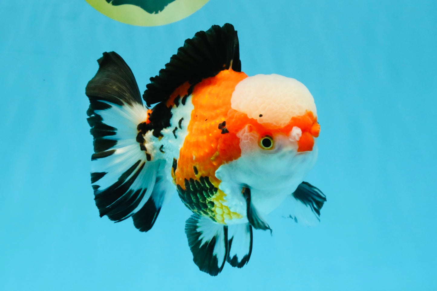 TURKEY AAA Grade Pompom Tricolor Jade Head Yuanbao Male 5.5-6 inches #032726YB_03