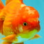 AAA Grade Red White Oranda Male 5.5 inches #080726OR_10