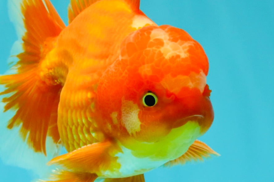 AAA Grade Red White Oranda Male 5.5 inches #080726OR_10