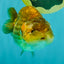 Apache Chinese Ranchu Female 5-5.5 inches #050826RC_11