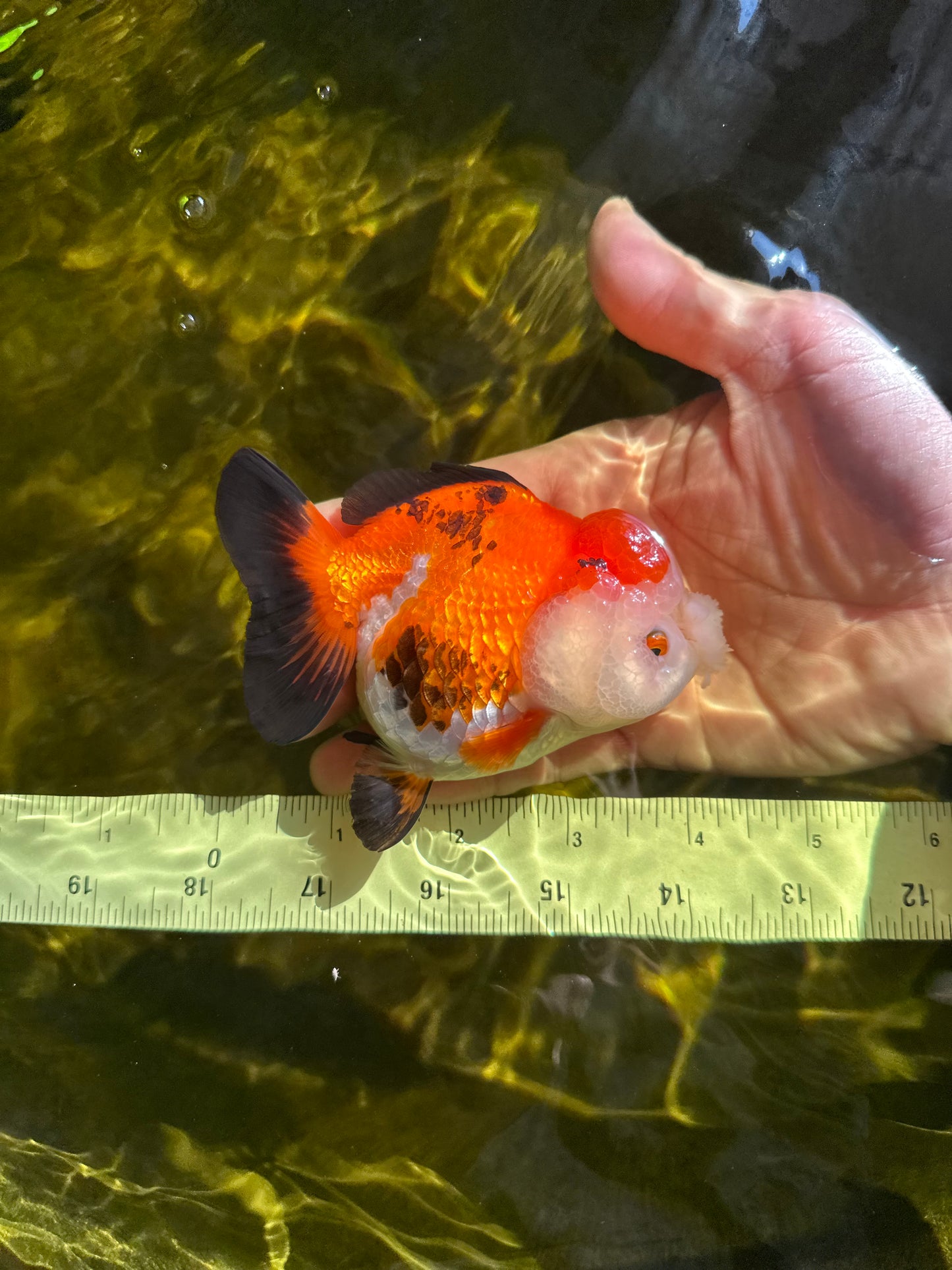 A Grade Pompom Tricolor Yuanbao Female 4 inches #050925YB_30