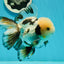 AAA Grade Tricolor Oranda Perfect Shape Male 5.5 inches #1011OR_05