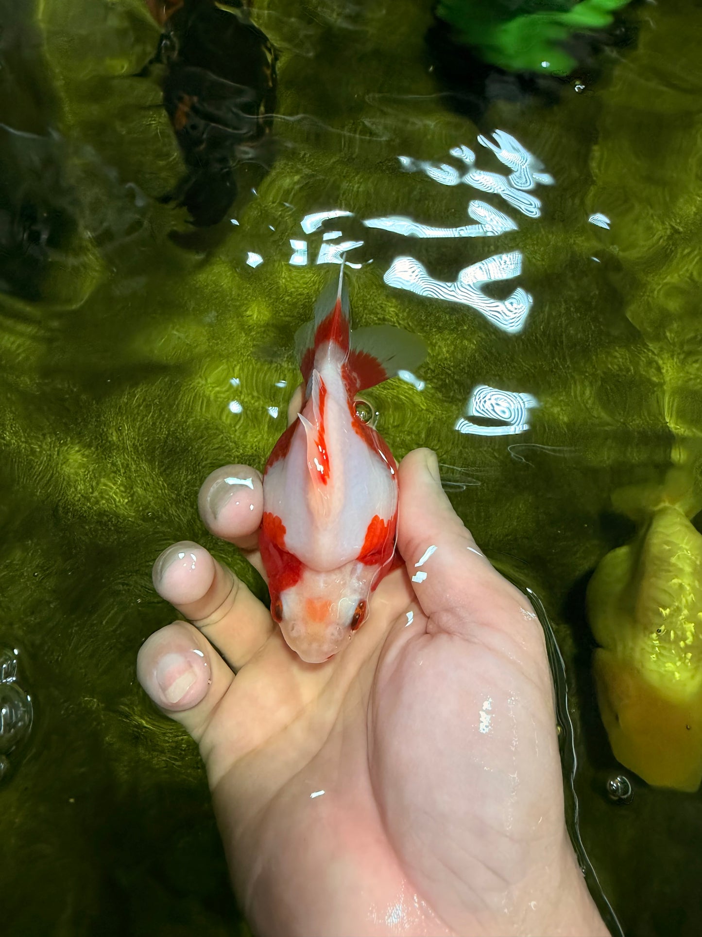 A Grade Red White Ryukin Female 4 inches #022026RK_11