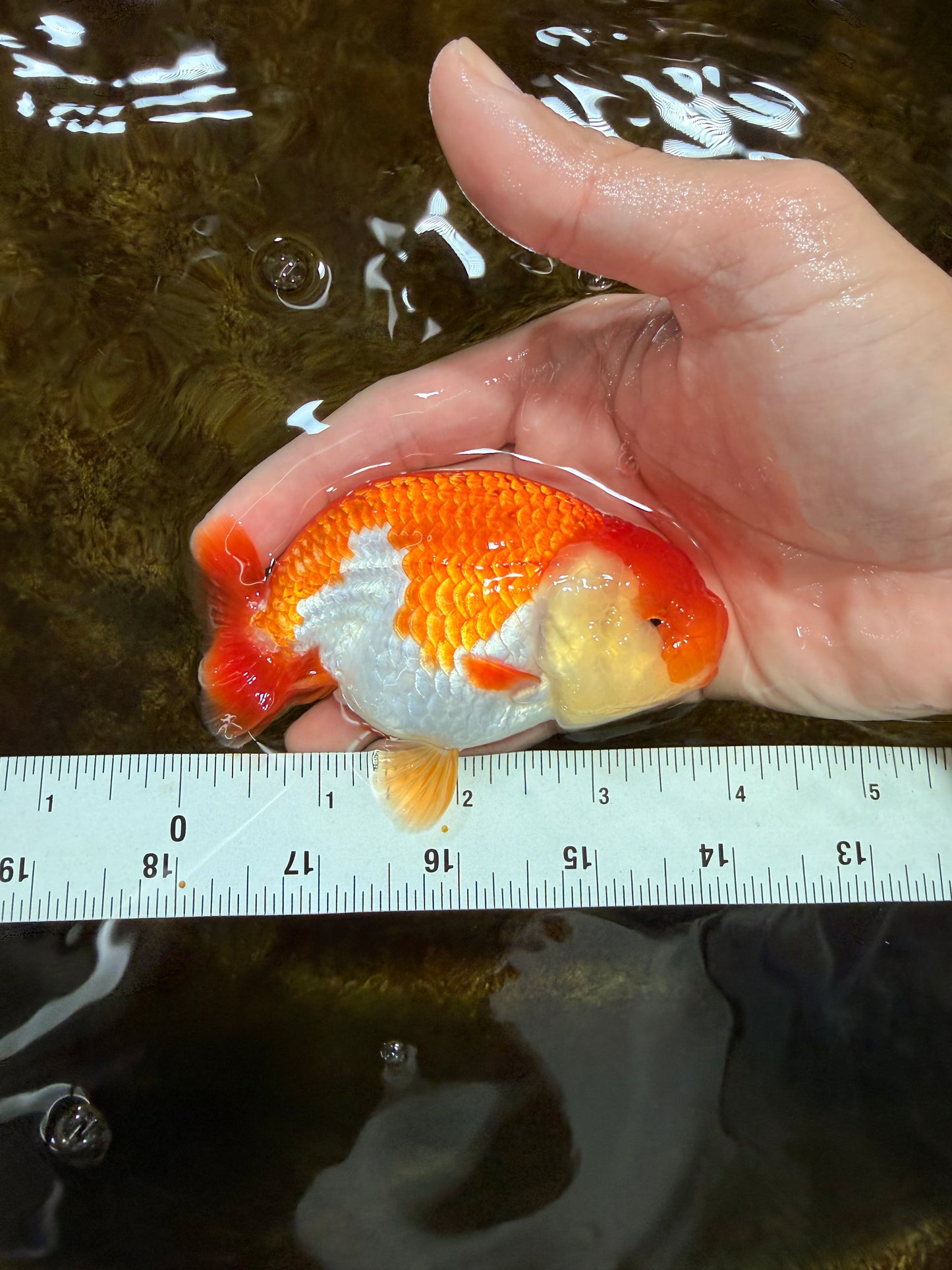 A Grade Red White LionQueen 4 inches #112125LC_06