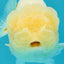 White LionChu Female 4-4.5 inches #050126LC_20