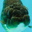 A Grade Bronze Black LionQueen 5 inches #070326LC_28
