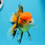 AAA Grade Apache Oranda Male 5 inches #0913OR_06