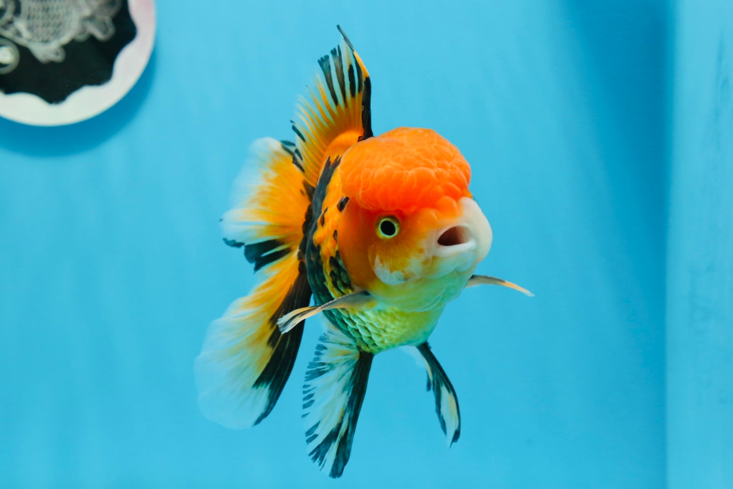 Macho Apache Oranda de grado AAA de 5 pulgadas n.° 0913OR_06