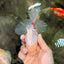 A Grade Red White Oranda Male 5.5-6 inches #102326OR_12