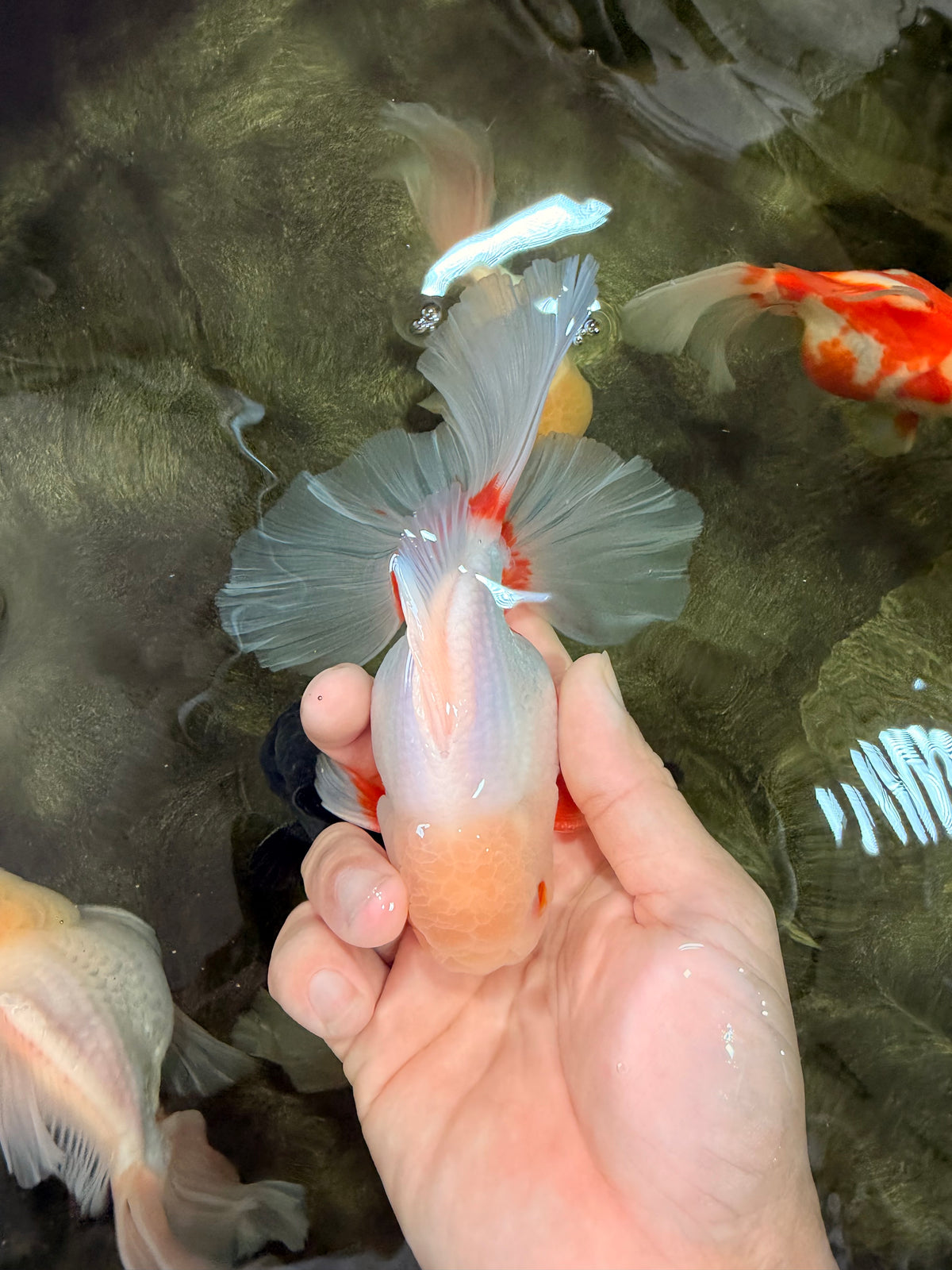 A Grade Red White Oranda Male 5.5-6 inches #102326OR_12
