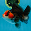 A Grade Nugget Tricolor Button Eyes Oranda Male 4.5 inches #010325OR_17