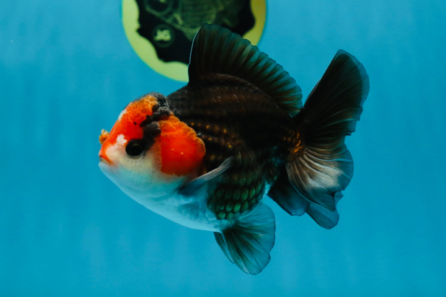 A Grade Nugget Tricolor Button Eyes Oranda Male 4.5 inches #010325OR_17