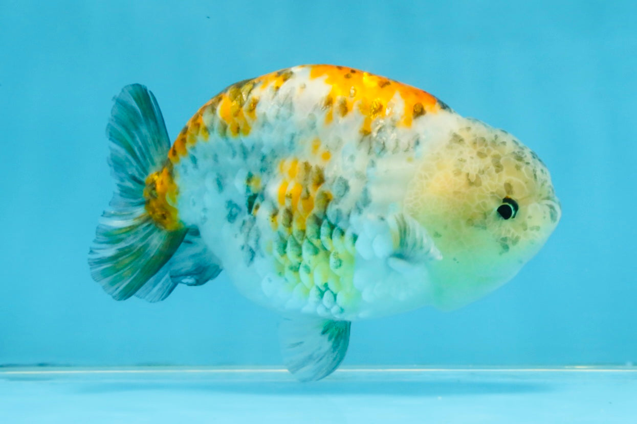 A Grade Tricolor Tiger LionKing 4.5-5 inches #112125LC_02