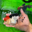 A Grade Cherry Head Tricolor Oranda Female 5-5.5 inches #0614OR_20