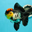 AAA Grade Monster Lava Head Tricolor Oranda Female 5.5 inches #110824OR_01