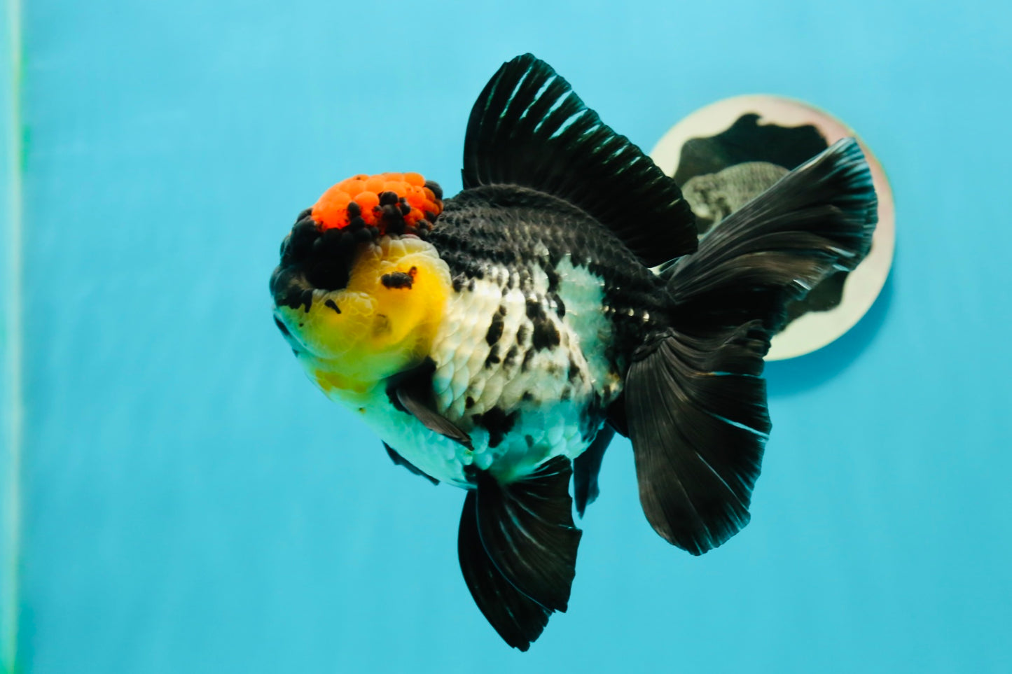 AAA Grade Monster Lava Head Tricolor Oranda Female 5.5 inches #110824OR_01