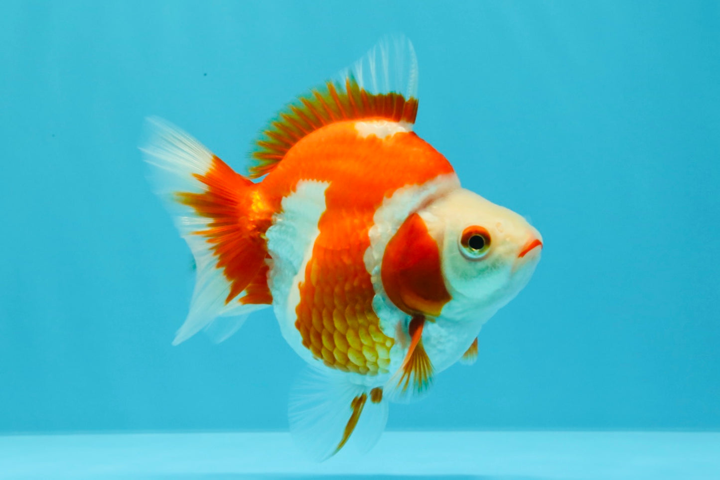 AAA Grade Red White Ryukin Female 4-4.5 inches #030626RK_16