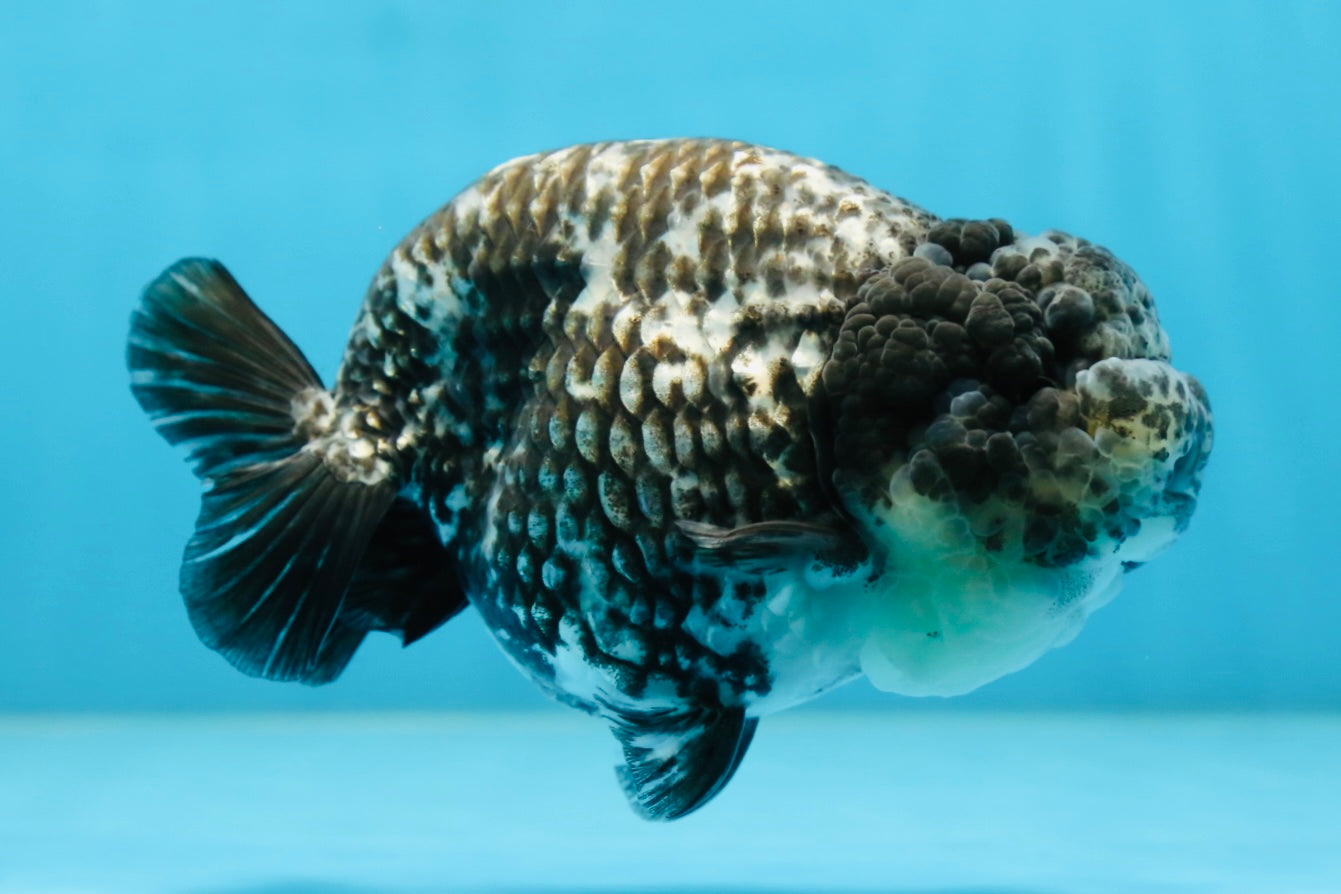 AAA Grade White Tiger LionQueen 5-5.5 inches #081525LC_04