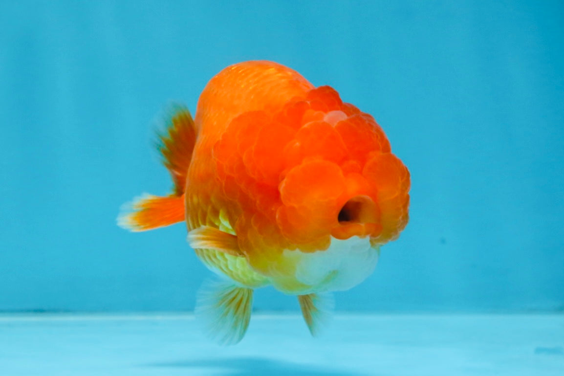 AAA Grade Red White LionQueen 4 inches #103125LC_25