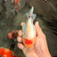 A Grade Tancho Marble Button Eyes Yuanbao Female 5 inches #062626YB_11