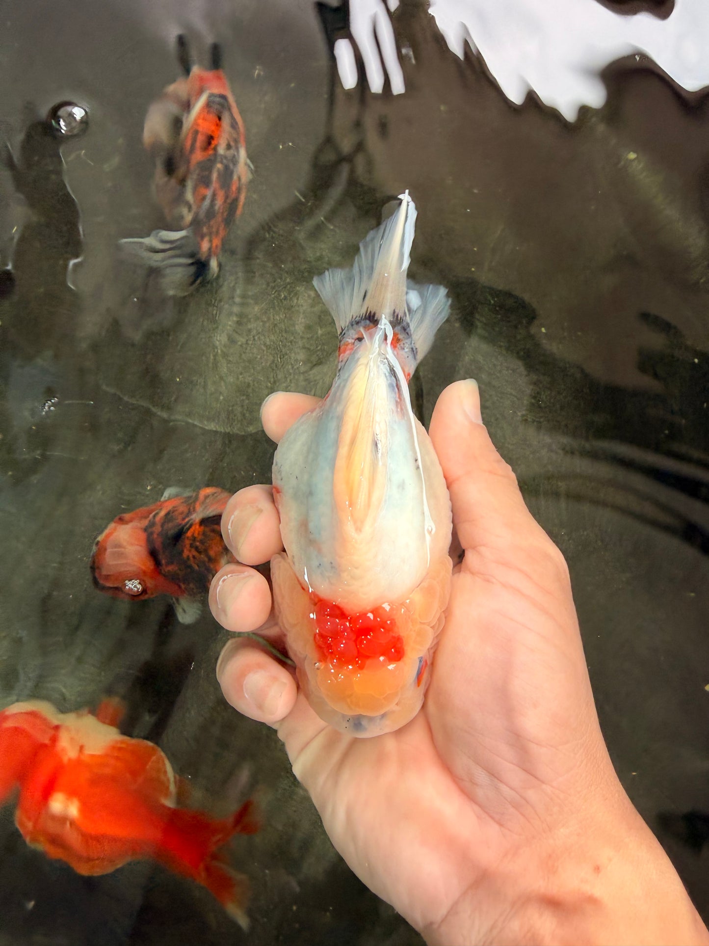 A Grade Tancho Marble Button Eyes Yuanbao Female 5 inches #062626YB_11