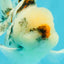 CHONKY A Grade Marble Oranda Male 5 inches #050126OR_07