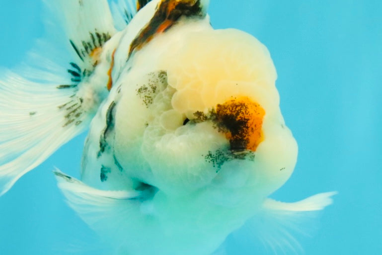 CHONKY A Grade Marble Oranda Male 5 inches #050126OR_07