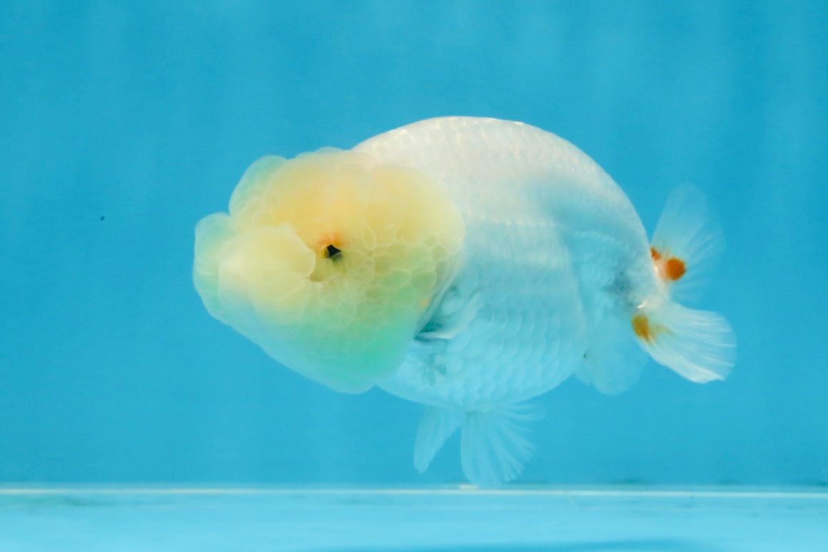 White Lionchu Female 3.5 inches #103125LC_23