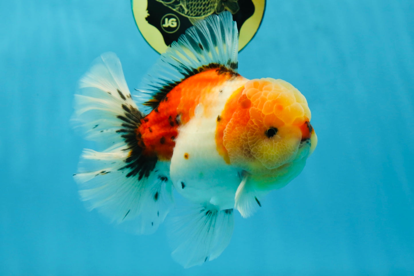 AAA BULL DOG Grade Godzilla Calico Sakura Button Eyes Oranda Male 5.5 inches #051625OR_19