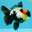 BATMAN AAA Grade Tricolor Oranda Male 5.5 inches #022026OR_09