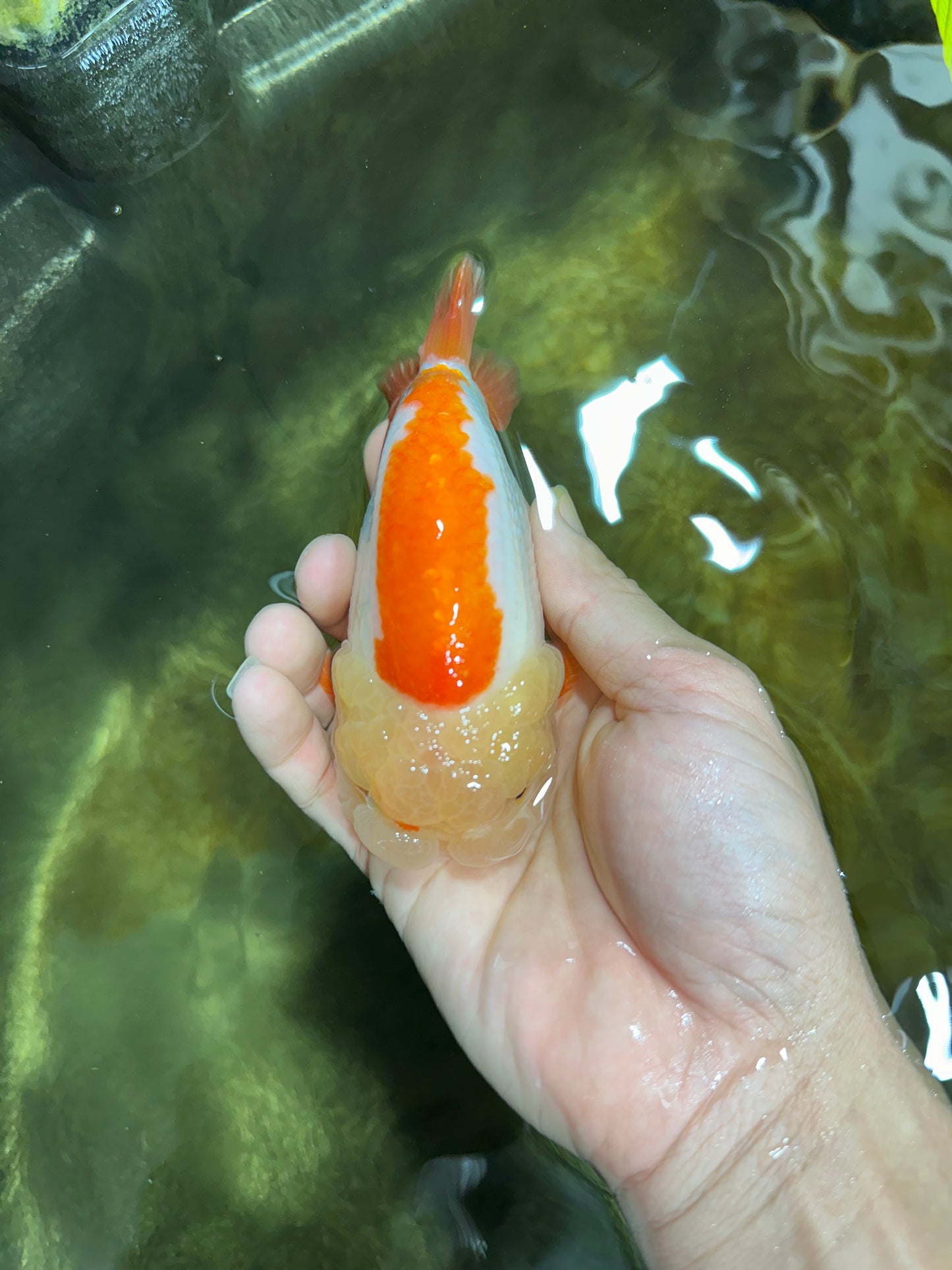 THE CUTEST WEN EVER A Grade Red White LionQueen 4.5 inches #042525LC_13