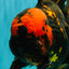 A Grade Tiger Oranda Male 7.5-8 inches #101626OR_17