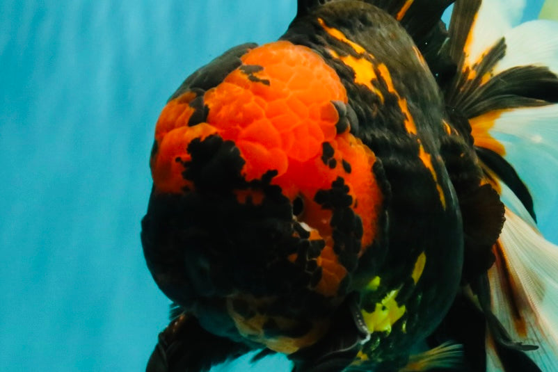 A Grade Tiger Oranda Male 7.5-8 inches #101626OR_17