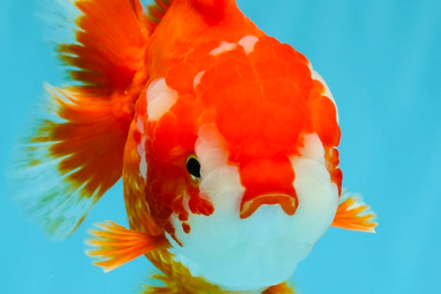 CHUBBY AAA Grade Red White Yuanbao Female 5.5 inches #041026YB_23