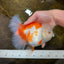 AAA Grade BEAUTY Red White Oranda Female 6.5 inches #100325OR_13